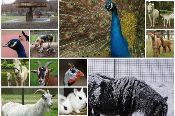 CollageDieren640px
