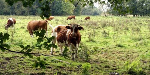 Rust en ruimte voor iedereen