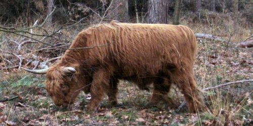 De dieren lopen vrij los in Het Vresselse Bos