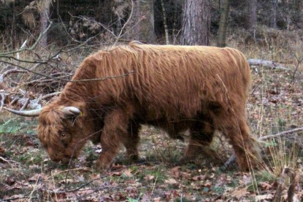 De dieren lopen vrij los in Het Vresselse Bos