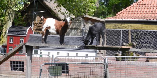 Geitjes in recreatiepark de Kienehoef