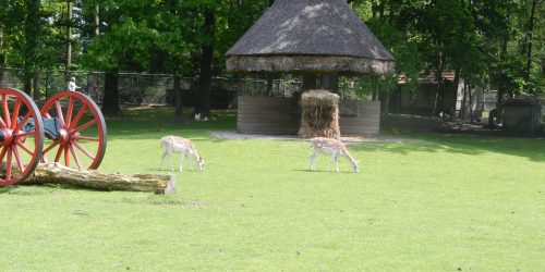 Kinderboerderij de Kienehoeve in Streekpark de Kienehoef