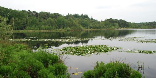 Hazenputten in Het Vresselse Bos