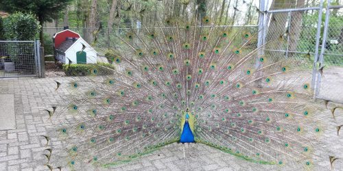 Kinderboerderij De Kienehoeve in recreatiepark de Kienehoef te Sint-Oedenrode