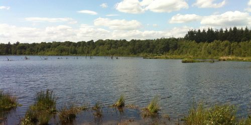 De Hazenputten in Het Vresselse Bos te Sint-Oedenrode, camping de Kienehoef