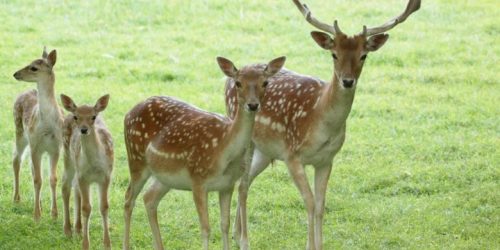 Kinderboerderij in Recreatiepark de Kienehoeve