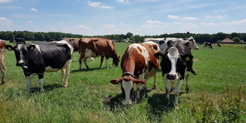 Natuurcamping Brabant