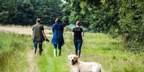 Wandelen in de natuur met uw trouwe viervoeter